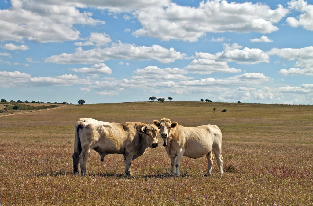 O Monte Do Alhinho - Turismo Rural Monte Costa Luaran gambar